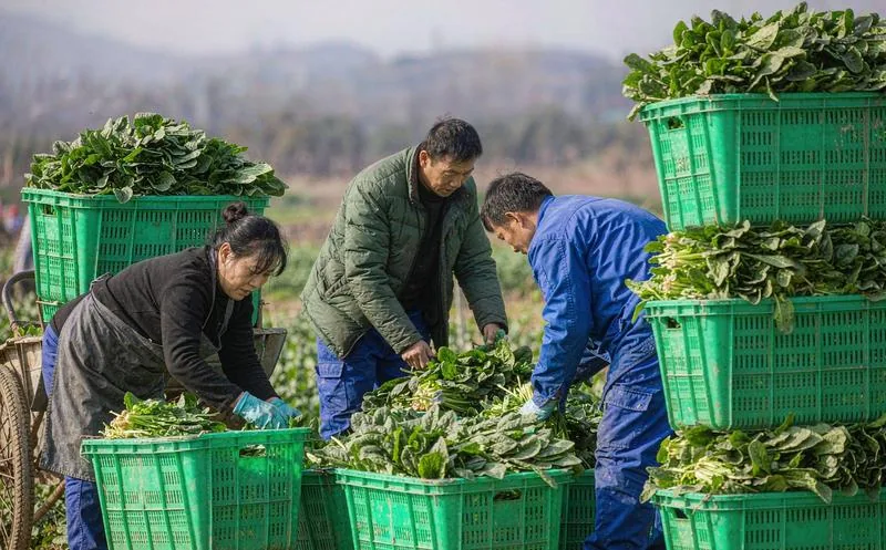 农业种植基地管理系统一线作业实景