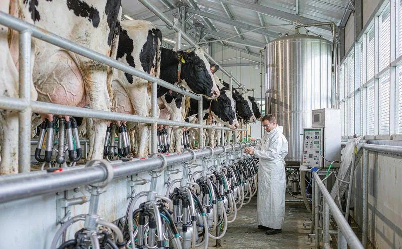奶牛牧场生鲜乳管理系统一线作业实景