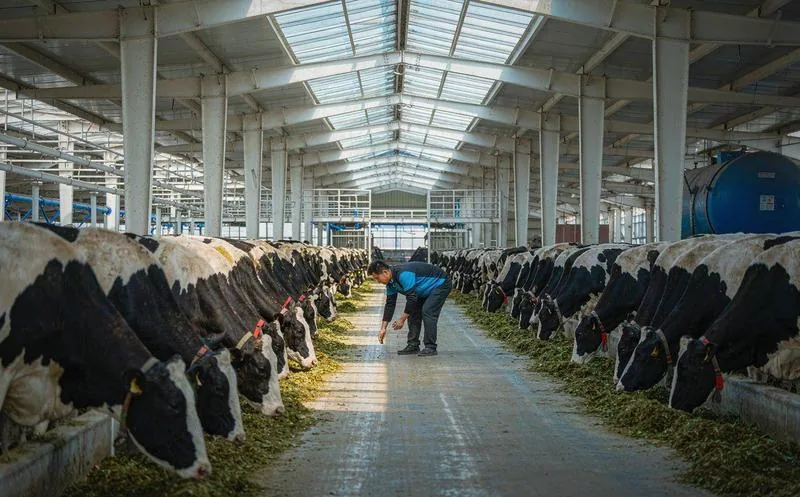 奶牛牧场生鲜乳管理系统真实应用场景